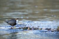 Воден кос; comments:1