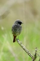 Домашна червеноопашка; Коментари:3