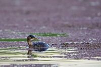 Малък гмурец; Коментари:2