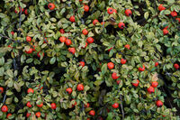 Есенна мозайка; comments:3