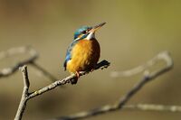 Земеродно рибарче; Коментари:3