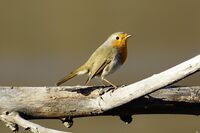 Червеногръдка; Коментари:4