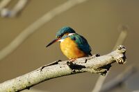 Земеродно рибарче; Коментари:4