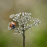 Калинка; Няма коментари