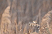 Тръстикова овесарка; comments:2