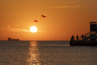 По изгрев; Коментари:2