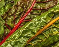 Манголд; Коментари:1