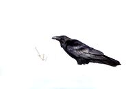 Гарван; No comments