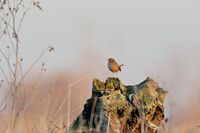 Орехче; No comments