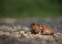 На припек; comments:4