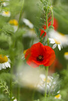 без име ( ID=2569945 ); Коментари:1