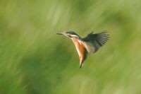 no name ( ID=2570018 ); comments:1