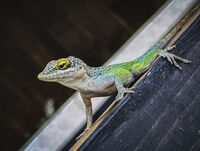 Динозавър?; No comments