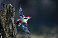 no name ( ID=2570093 ); comments:1