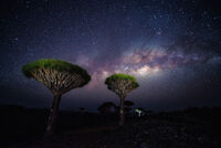 Драконовите дървета на Сокотра; Коментари:8