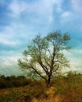 Не е дъб...; comments:4