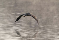 Сива чапла; No comments