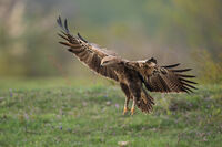 Малък креслив орел; comments:1