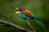 Living emotions of living nature; comments:1