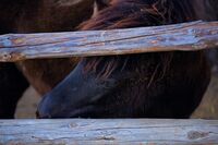 Искам да се возя на Маруся!; comments:1