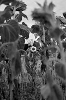 напук на всичко; No comments