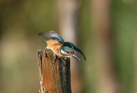 без име ( ID=2570332 ); Няма коментари