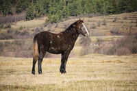 Младо конче в Бели Искър; No comments
