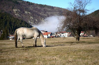 Бели Искър; comments:2