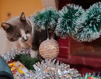 no name ( ID=2570374 ); comments:3