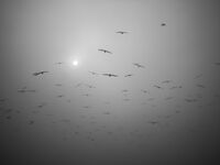 no name ( ID=2570446 ); comments:2