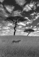 На лов...; comments:4