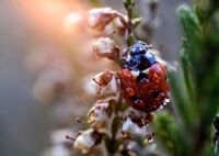 Коледна украса; No comments