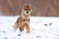 surprise; comments:2