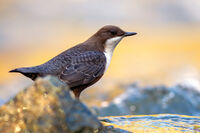 Воден кос; comments:3