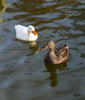 без име ( ID=2570657 ); Коментари:5