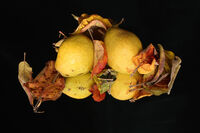 Есенен етюд; comments:2