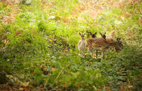 no name ( ID=2570667 ); comments:1