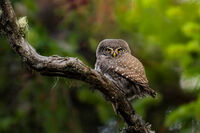 Прелестно създание; comments:4