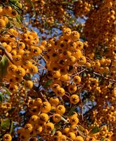 малус доместика; Коментари:6