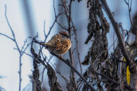 Врабче; comments:2