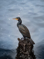 Пингвините не са това което са; comments:1