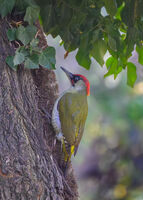 Зелен кълвач; comments:2