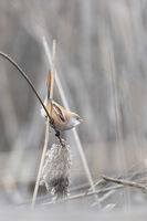 Мустакат синигер; No comments