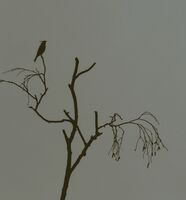 Една птичка...; No comments