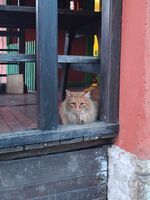 Гарфилд; Няма коментари