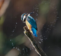 Рибарче; Коментари:12