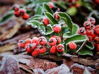 Полъхът на студа; comments:2