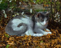 Тук съм си добре; Коментари:4