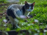 Малко котешки чар; comments:1