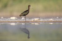 Блестящ ибис; No comments